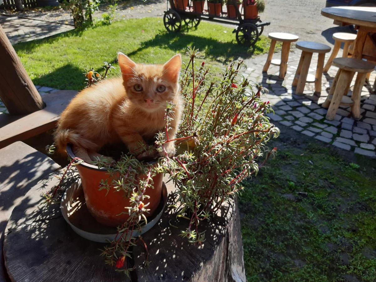 Pensiunea Bordás Panzió Sfântu-Gheorghe Kültér fotó